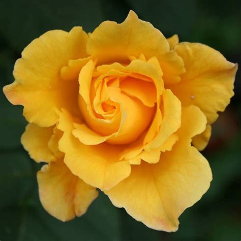 Midas Touch Hybrid Tea Rose .